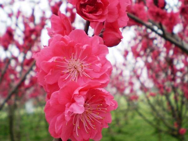 紅梅花一般什么時候開花？