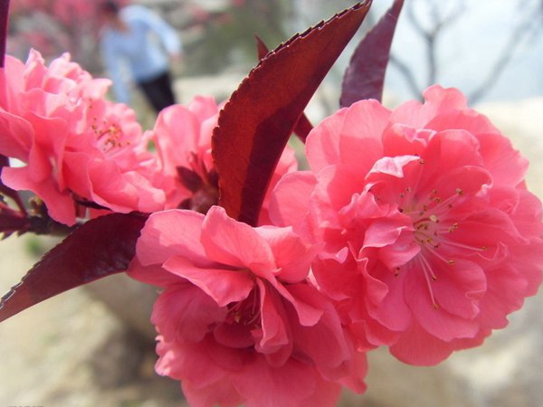 紅葉碧桃花期有多長，幾月份開花？