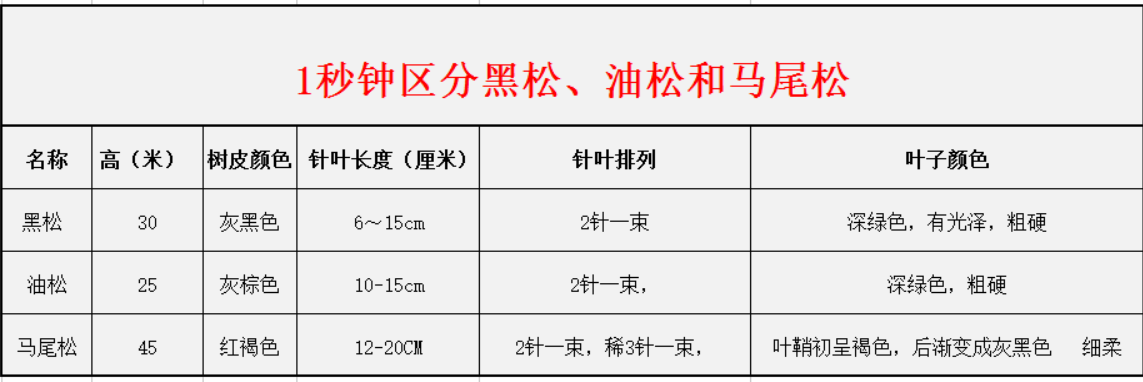 1秒鐘區(qū)分黑松、油松和馬尾松