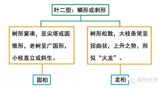 圓柏、刺柏、側(cè)柏、柏木以及龍柏的簡易識別法