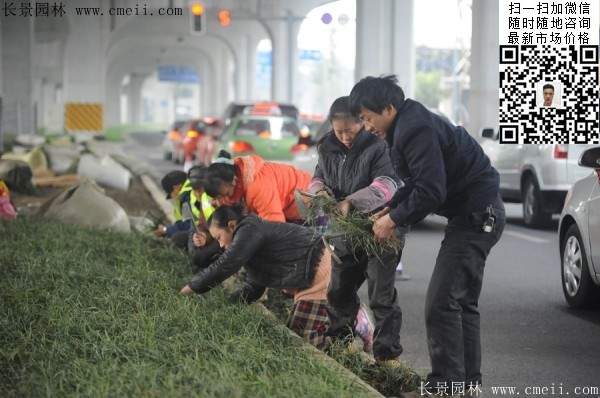 常綠地被草本花卉植物丹麥草圖片