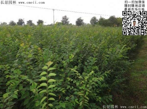 櫸樹(shù)小苗種植基地圖片