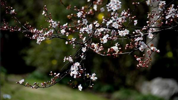 紅葉李開(kāi)花