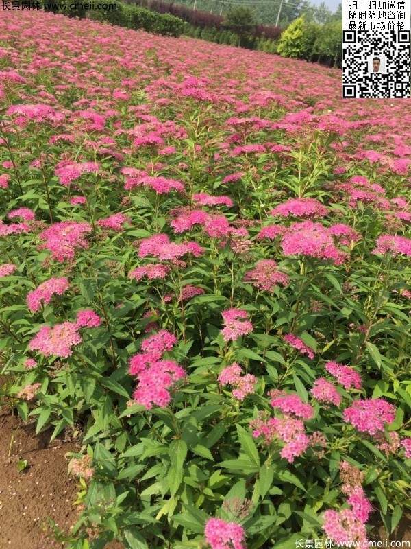 金焰繡線菊基地圖片