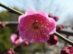 聽說“日本櫻花”和“紅梅”還是近親呢，你知