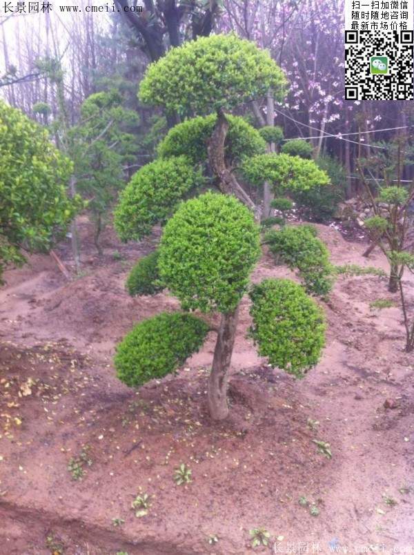 小葉女貞--長景園林