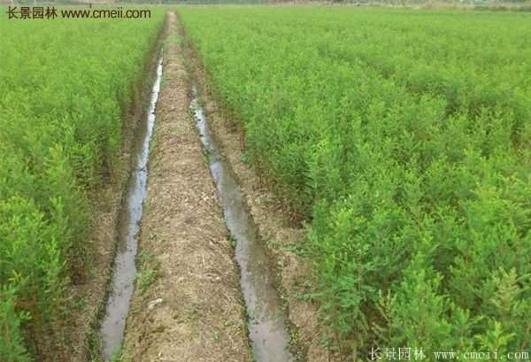 水杉樹種植技術(shù)