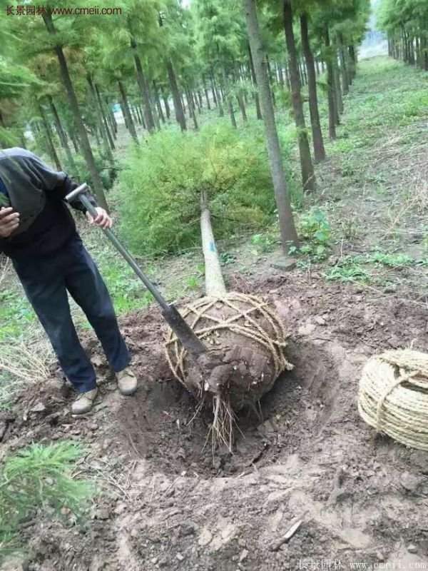 水杉樹種植技術(shù)