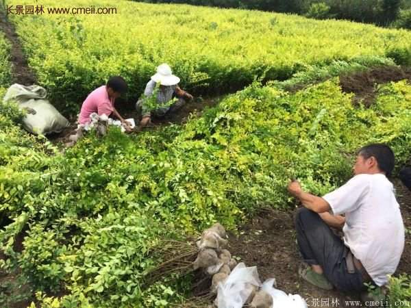 金葉女貞苗、金葉女貞球