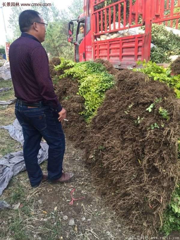 沭陽(yáng)基地的金葉女貞