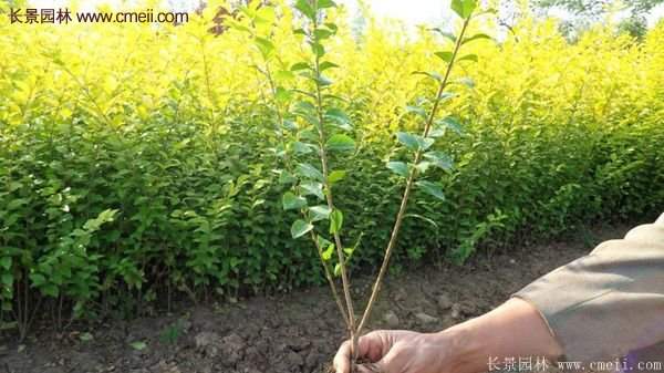 江蘇沭陽的金葉女貞基地