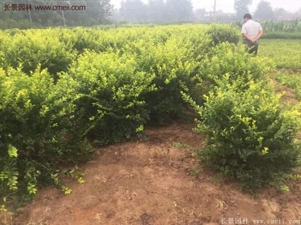 沭陽(yáng)基地的金葉女貞