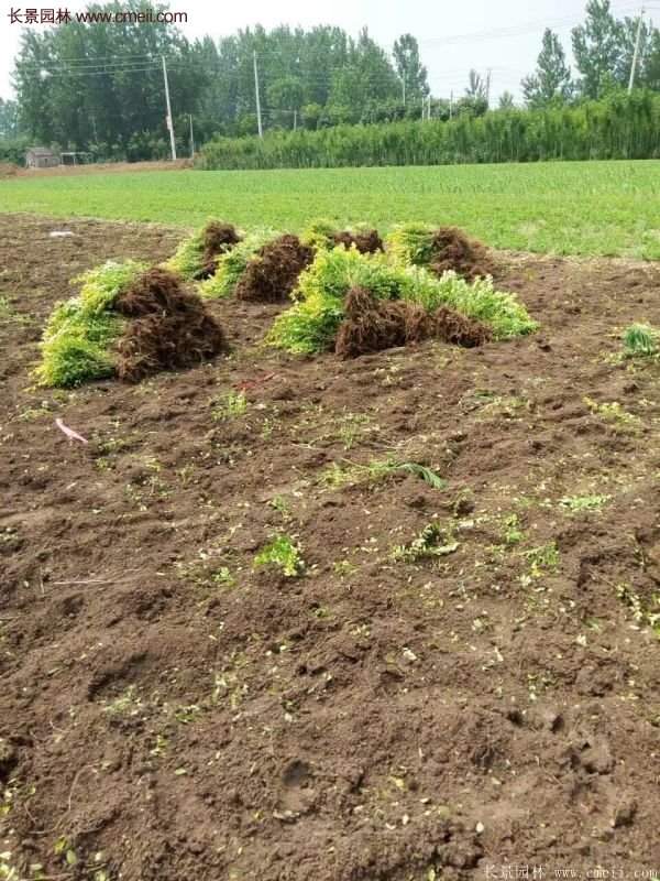 金葉女貞種植方法