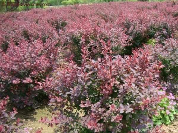 沭陽的紅葉小檗基地