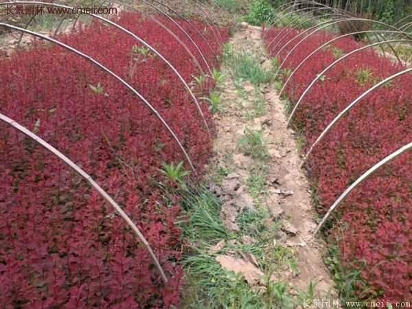 沭陽基地的紅葉小檗苗、紅葉小檗球