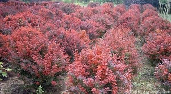 沭陽基地的紅葉小檗苗、紅葉小檗球