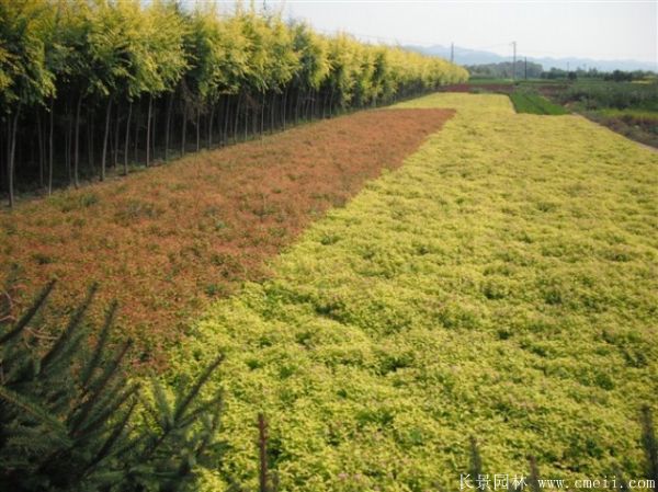 繡線菊