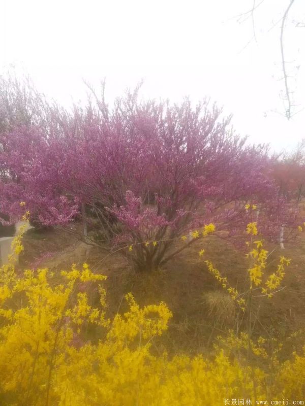 叢生紫荊-長景園林