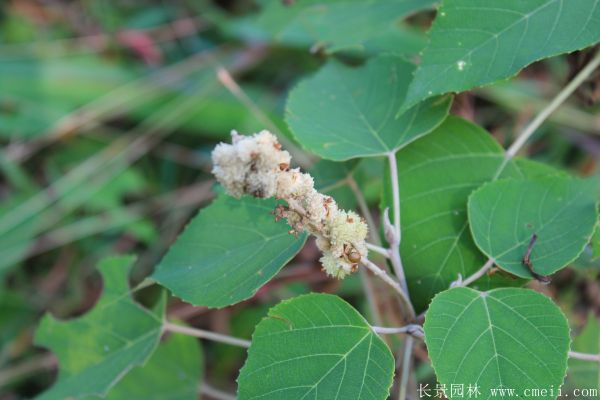 紅烏桕圖片紅烏桕基地實(shí)拍