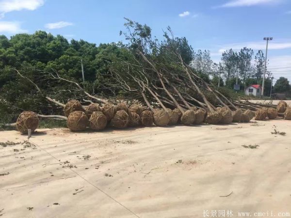 樸樹圖片樸樹基地實(shí)拍