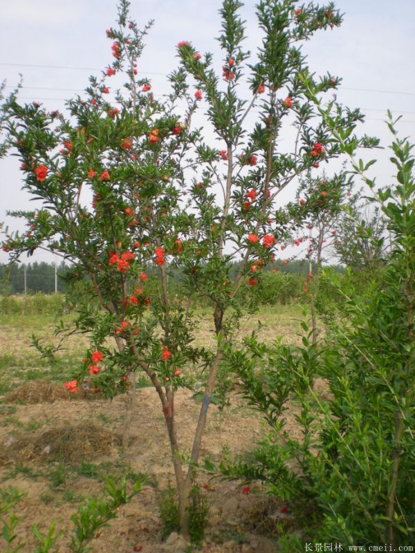 石榴樹圖片石榴樹基地實拍