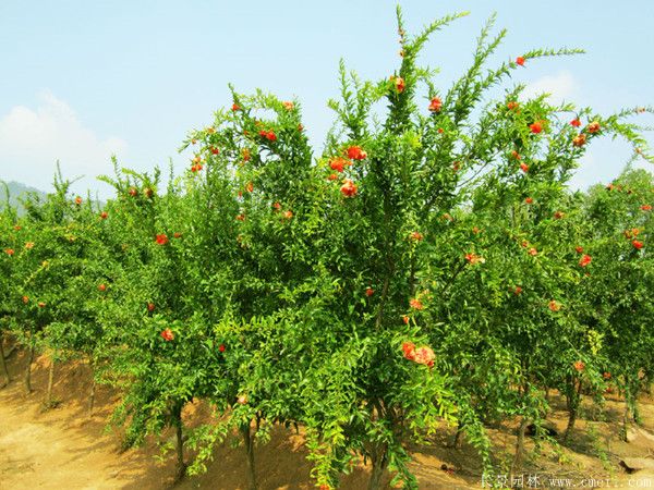 石榴樹圖片石榴樹基地實拍