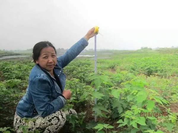 構(gòu)樹種子發(fā)芽出苗圖片