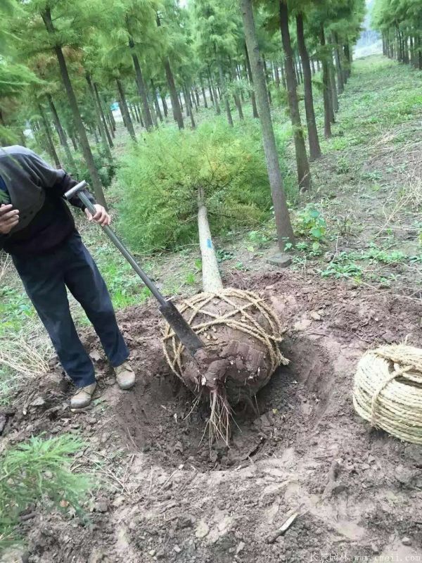 池杉圖片池杉基地實(shí)拍