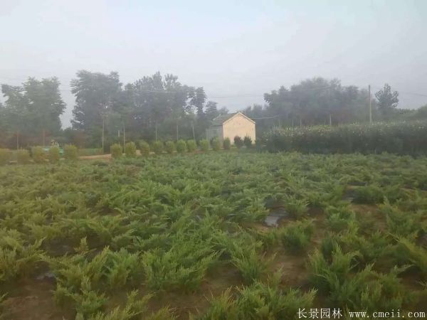 沙地柏圖片沙地柏基地實(shí)拍