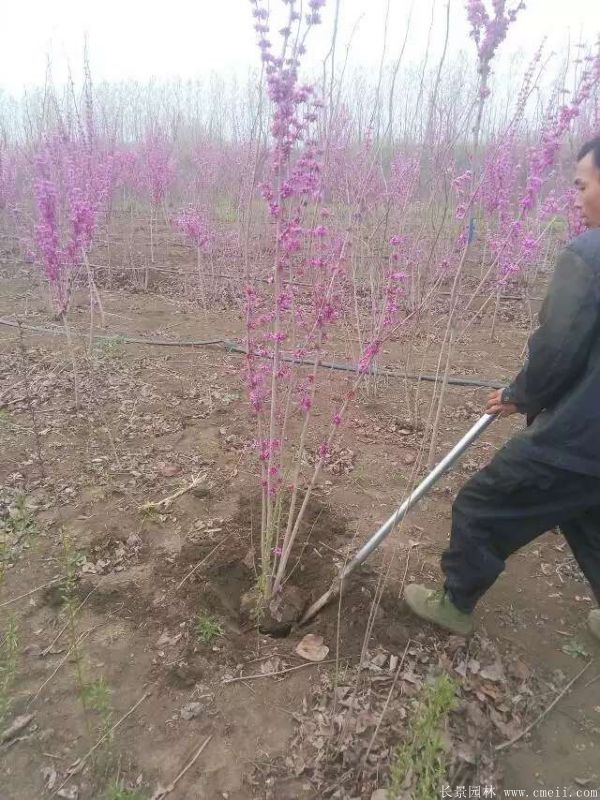 紫荊樹圖片基地實(shí)拍