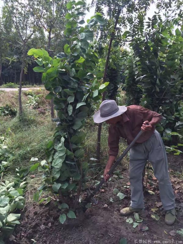 叢生紫荊樹圖片基地實(shí)拍