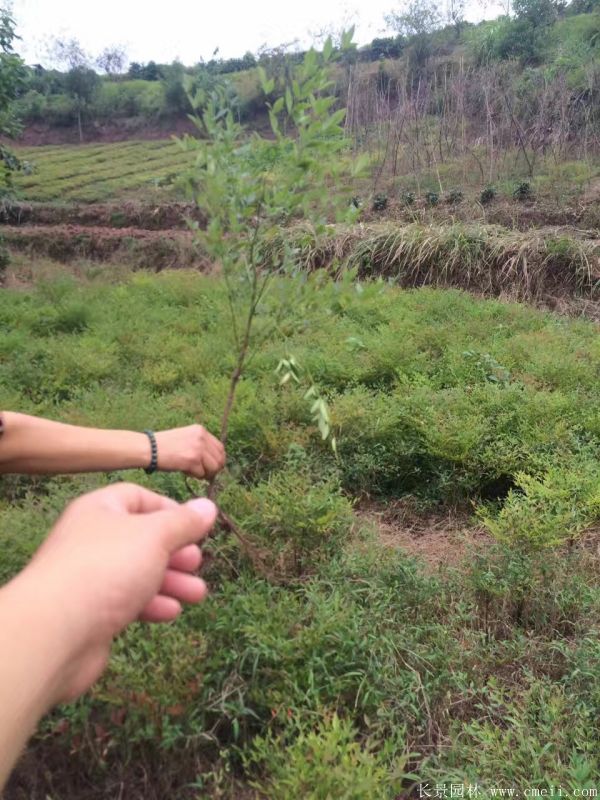 南天竹圖片基地實拍