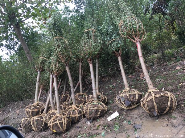 紅梅樹(shù)紅梅花圖片基地實(shí)拍