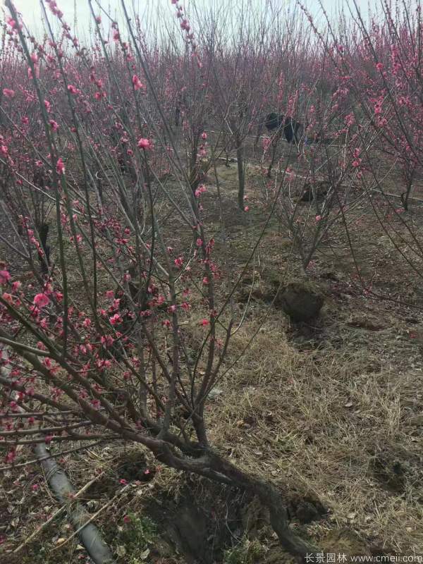 紅梅樹(shù)紅梅花圖片基地實(shí)拍