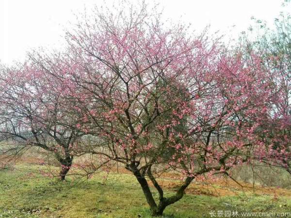 紅梅樹(shù)紅梅花圖片基地實(shí)拍