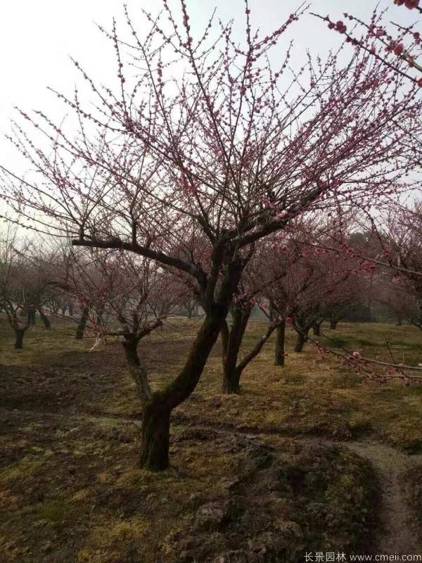 紅梅樹(shù)紅梅花圖片基地實(shí)拍