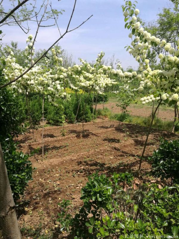 繡球花圖片基地實拍