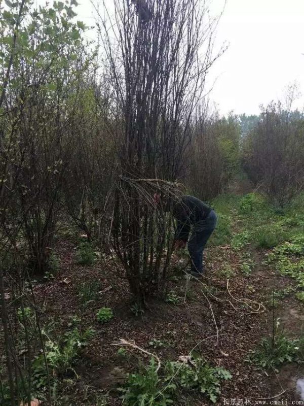 叢生紫薇圖片基地實(shí)拍