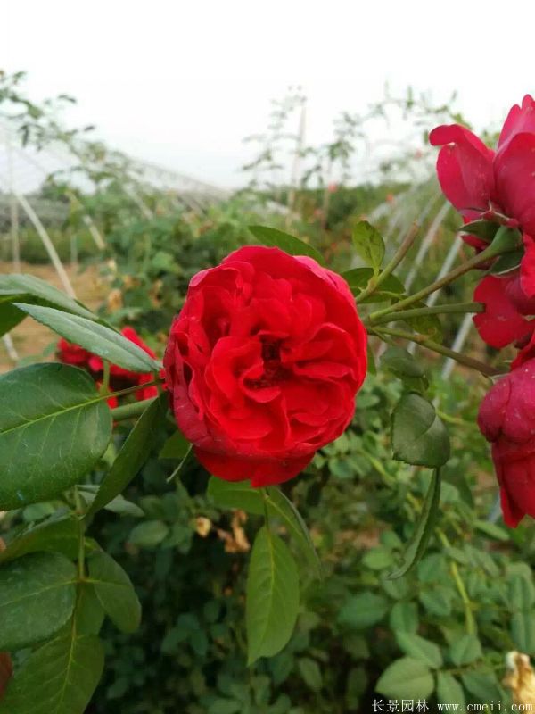 月季花圖片基地實拍