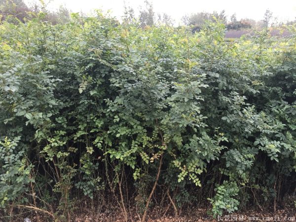 黃刺玫種子發(fā)芽出苗圖片