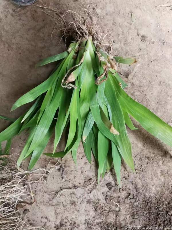 鳶尾花圖片基地實(shí)拍