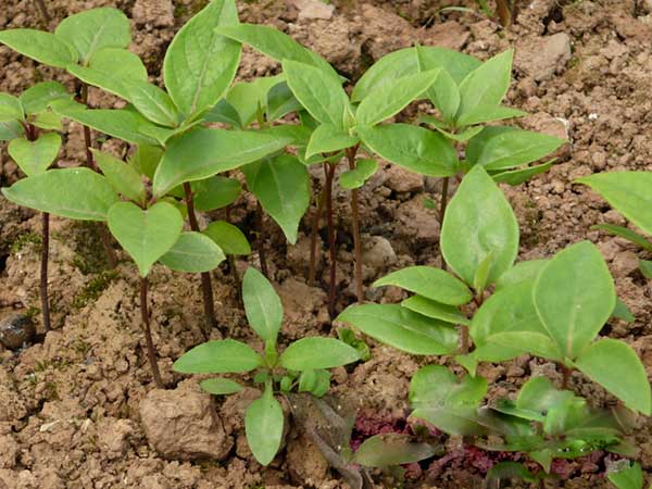 香樟樹(shù)種子發(fā)芽出苗圖片