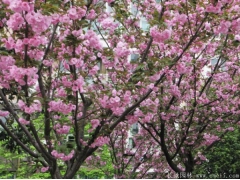 櫻花樹苗多少錢一棵，來長景園林看看