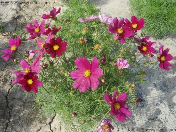 波斯菊種子發(fā)芽出苗開(kāi)花圖片