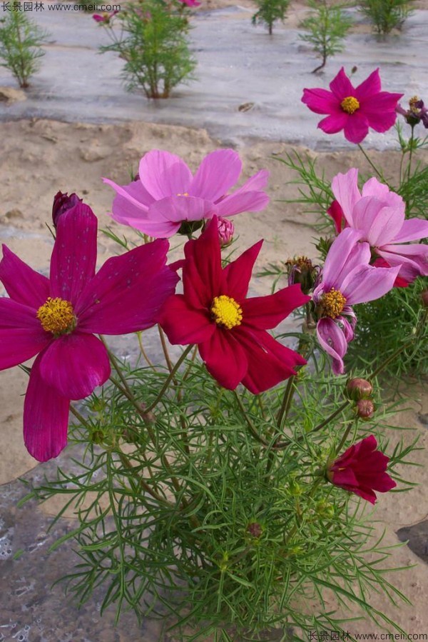 波斯菊種子發(fā)芽出苗開(kāi)花圖片