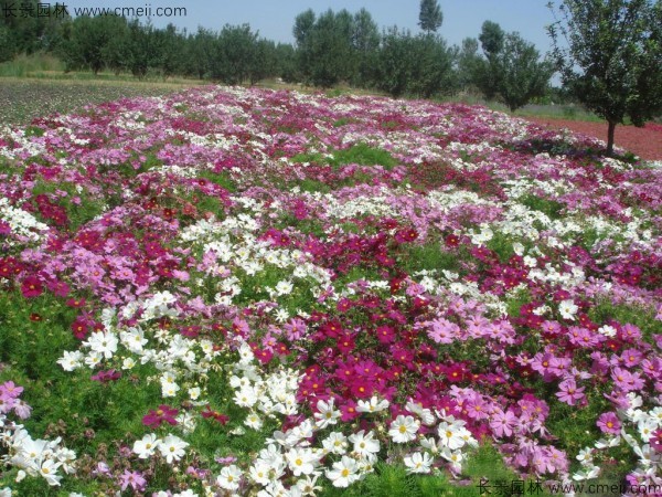 波斯菊種子發(fā)芽出苗開(kāi)花圖片