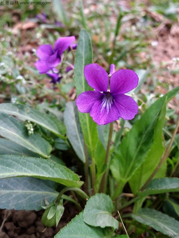 紫花地丁種子發(fā)芽出苗開花圖片