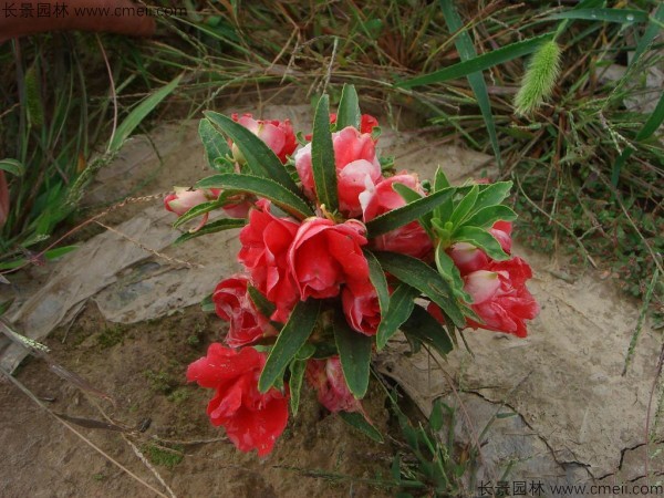 鳳仙花種子發(fā)芽出苗開(kāi)花圖片