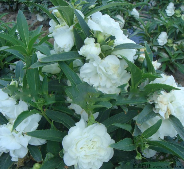 鳳仙花種子發(fā)芽出苗開(kāi)花圖片