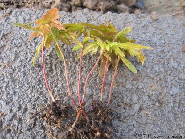 雞爪槭種子發(fā)芽出苗圖片